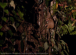 Borneo - The Best Of